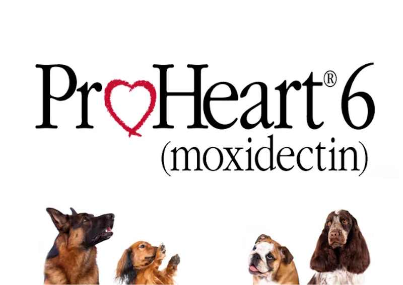 Carousel Slide 6: Learn why we strongly recommend ProHeart 6 for heartworm prevention